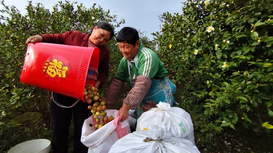 貴州貴定新巴鎮樂邦村油茶果喜獲豐收