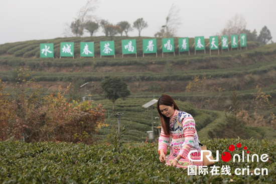 全國早茶大會暨2025年“貴州綠茶”第一採活動在六盤水拉開帷幕