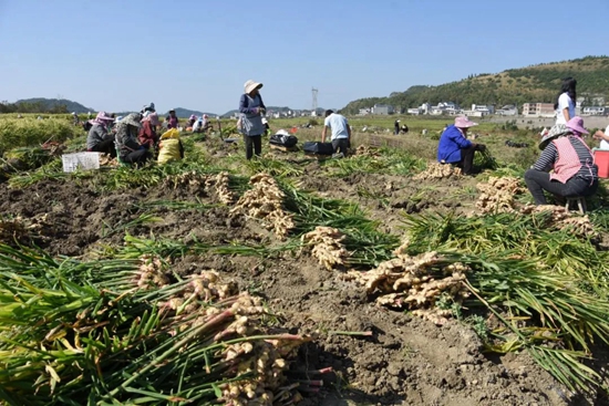 貴州安順經開區：生薑采收正當時 促農增收助振興