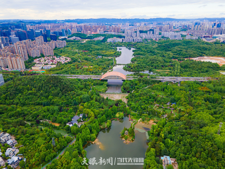 十一載“春天之約” ！貴州“生態綠”綻放“金銀花”