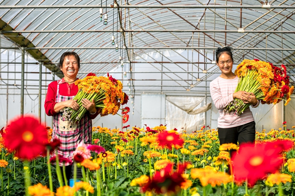 貴州黔西：鮮花經濟助增收