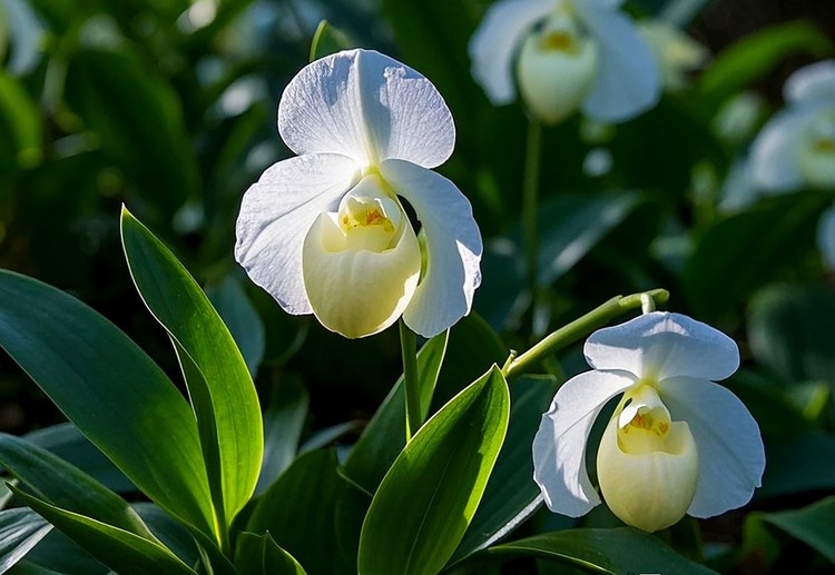 萬物共生處 大美不言時｜2025世界野生動植物日貴州影像