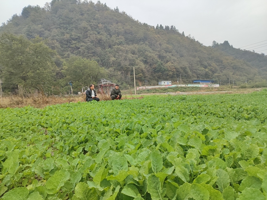 貴州鎮遠羊場鎮：油菜種植正當時 奏響秋冬種生産“交響曲”