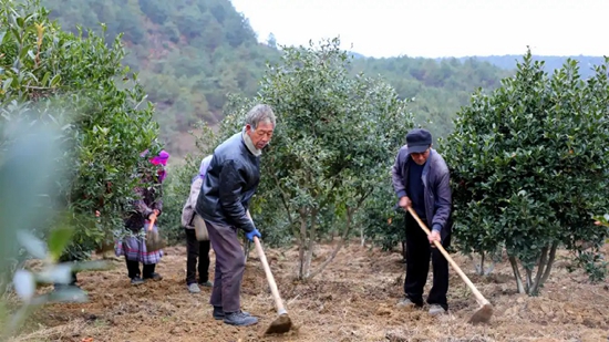 貴州威寧：短柱油茶綠青山 茶油金黃香滿園