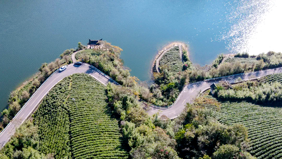 貴州都勻：秋冬茶園管護忙