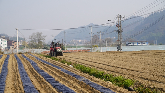 貴州鎮遠青溪鎮：科技賦能 馬鈴薯種植開啟新篇章