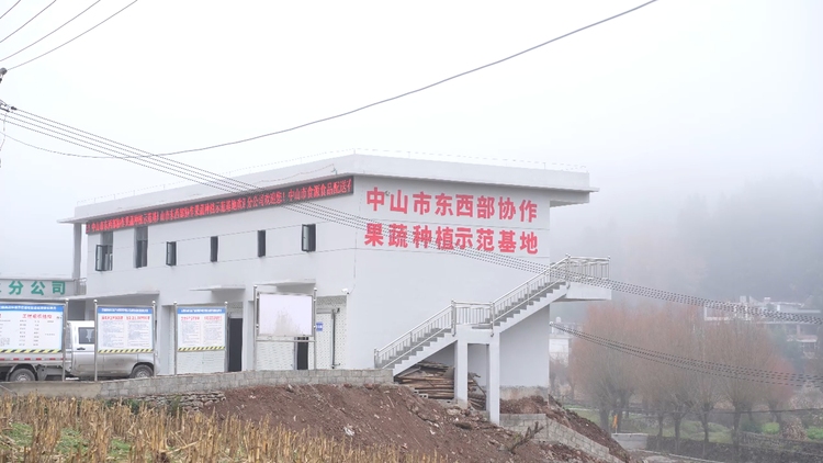 粵黔協作 | 水城前進村的蔬菜即將登上粵港澳大灣區市民的“餐桌”