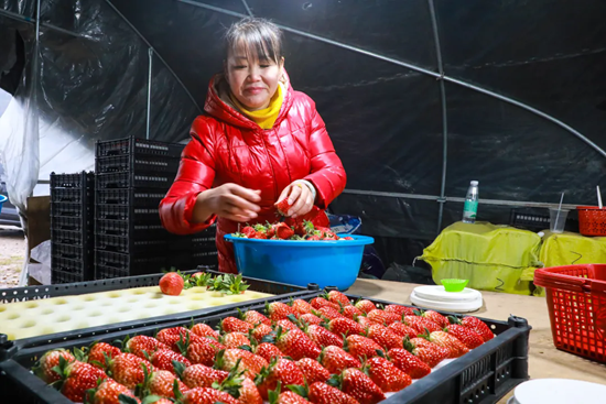 貴州都勻：草莓甜蜜上市 開啟冬日“莓”好時光