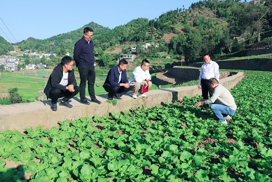 貴州仁懷三合鎮：娃娃菜綠滿田  輪種模式促增收