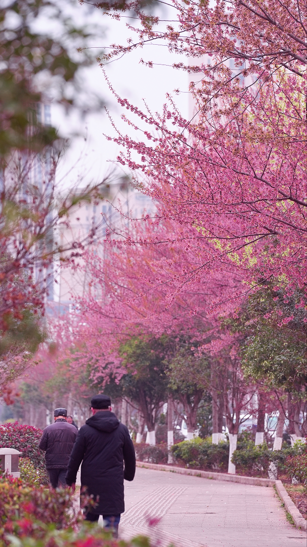 花期已至！衝，快來貴州和春一起共赴花海