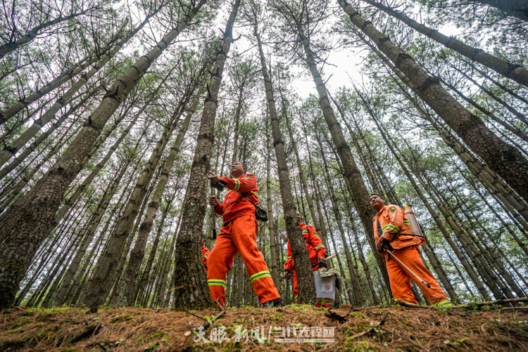 十一載“春天之約” ！貴州“生態綠”綻放“金銀花”