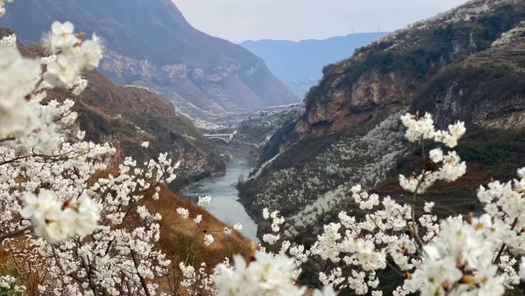 花期已至！衝，快來貴州和春一起共赴花海