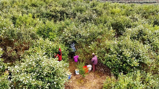 貴州貴定：山間茶香飄滿園 油茶産業繪新篇