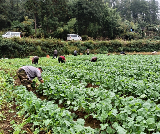 貴州施秉：萬畝土地實現“綠色過冬” 助力農民增産增收