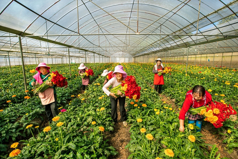 貴州黔西：鮮花經濟助增收