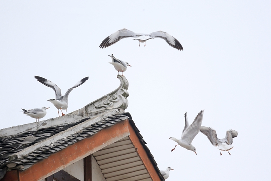 貴州威寧：人鳥共繪冬日溫馨畫卷