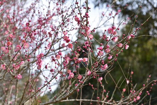 貴州荔波第二十屆梅花節拉開序幕 萬畝野生梅迎來賞花期