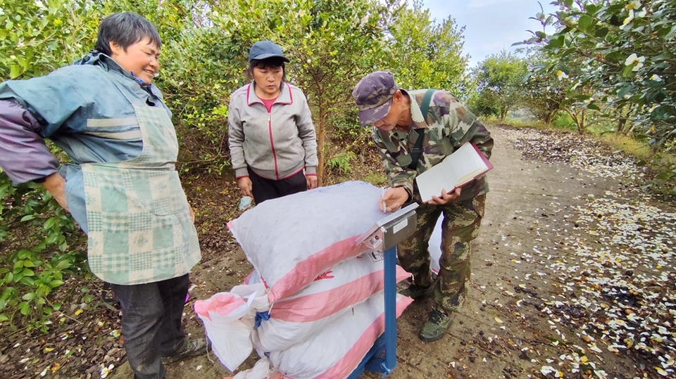 貴州貴定新巴鎮樂邦村油茶果喜獲豐收