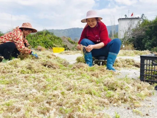 貴州荔波：海花草喜獲豐收 特色産業助力鄉村振興