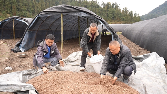 貴州鎮遠羊場鎮：“冬閒田”裏種菌忙