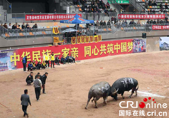 貴州丹寨2024“祭尤杯”傳統鬥牛比賽激情上演