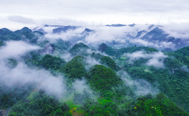 萬物共生處 大美不言時｜2025世界野生動植物日貴州影像