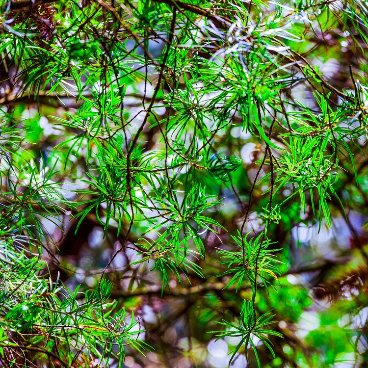 萬物共生處 大美不言時｜2025世界野生動植物日貴州影像