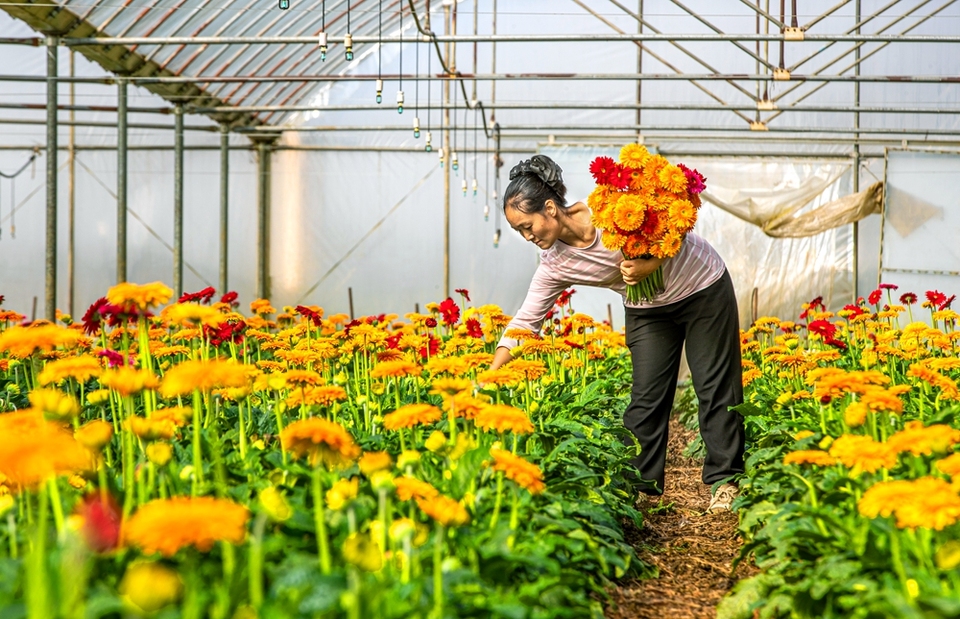 貴州黔西：鮮花經濟助增收