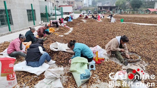 貴州貴定：油茶産業深加工助力農戶增收致富