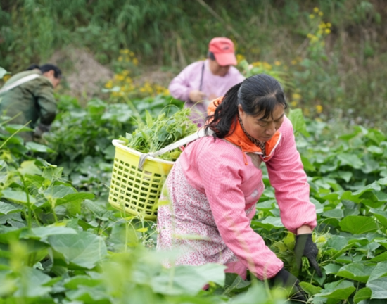 六盤水市六枝特區：佛手瓜尖鋪就産業振興致富路