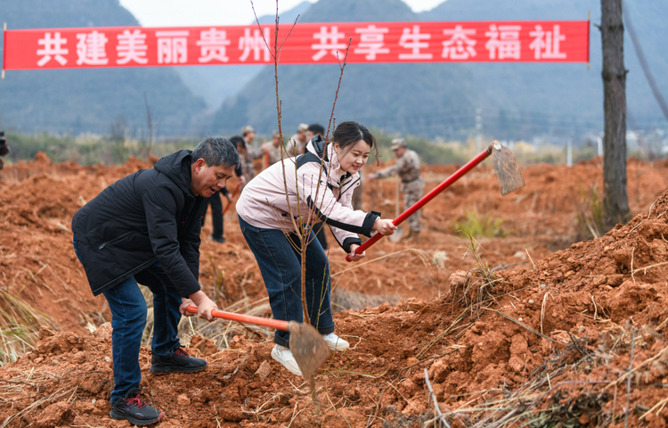 十一載“春天之約” ！貴州“生態綠”綻放“金銀花”