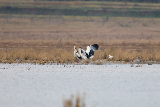 珍稀鳥類東方白鸛、鵜鶘現身貴州威寧草海國家級自然保護區