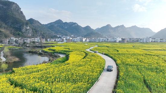 貴州平塘六硐壩區：油菜花開春韻濃 田園農居匿花海_fororder_田間地頭花團錦簇