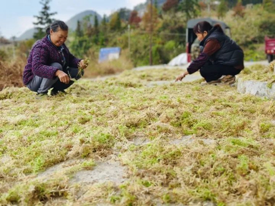 貴州荔波：海花草喜獲豐收 特色産業助力鄉村振興