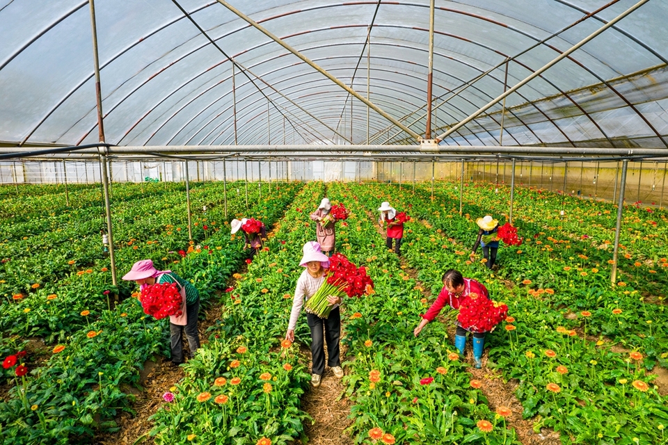 貴州黔西：鮮花經濟助增收