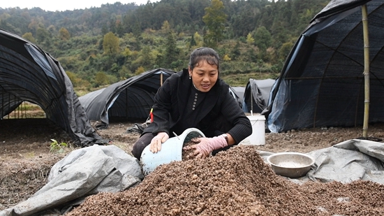 貴州鎮遠羊場鎮：“冬閒田”裏種菌忙