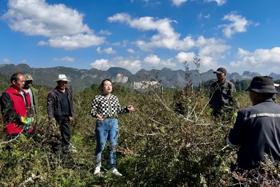 六盤水市水城區：持續推進秋冬刺梨管護培訓 助力産業增效農戶增收