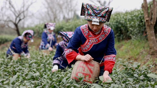 滿山春茶香萬里 貴州平塘18.88萬畝新茶開採_fororder_採茶現場1