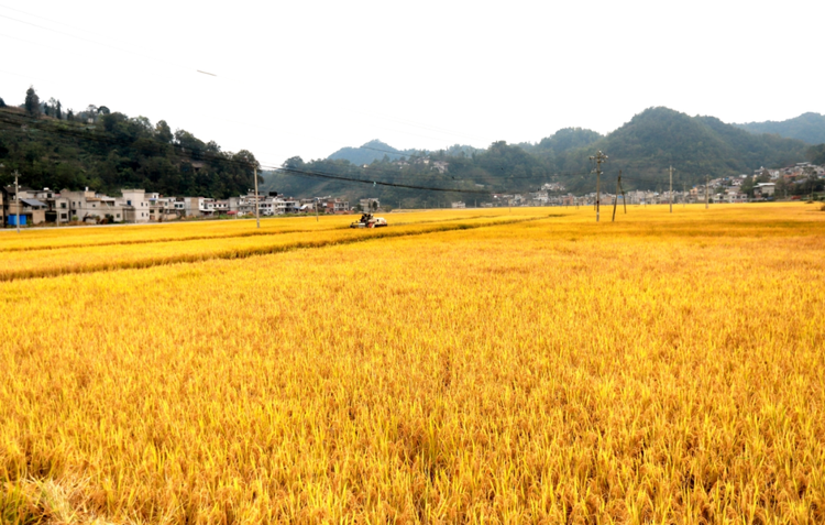 黔中大地多“豐”景 ——安順市推進新時代農業農村現代化發展綜述