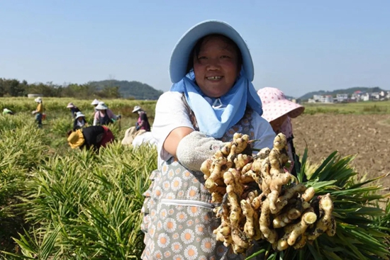 貴州安順經開區：生薑采收正當時 促農增收助振興