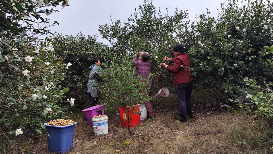 貴州貴定新巴鎮樂邦村油茶果喜獲豐收