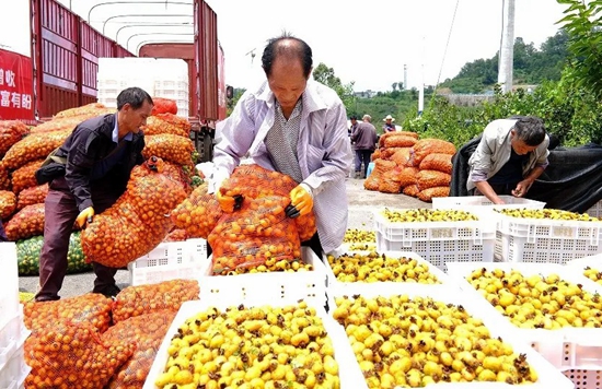 “小刺梨”勇闖國際大市場 貴州初好産品持續亮相老撾