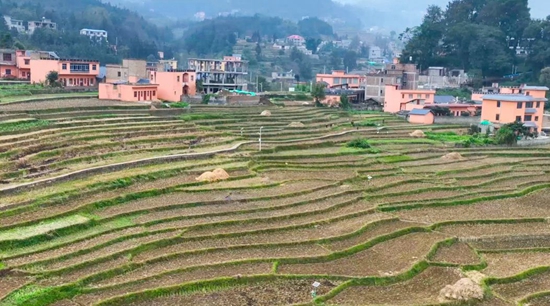 貴州盤州： 萬畝油菜育苗就緒 靜待梯田花開盛景