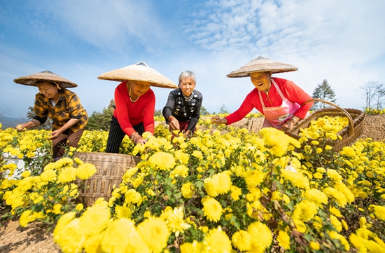 貴州天柱：“功夫菊”催生“産業鏈”