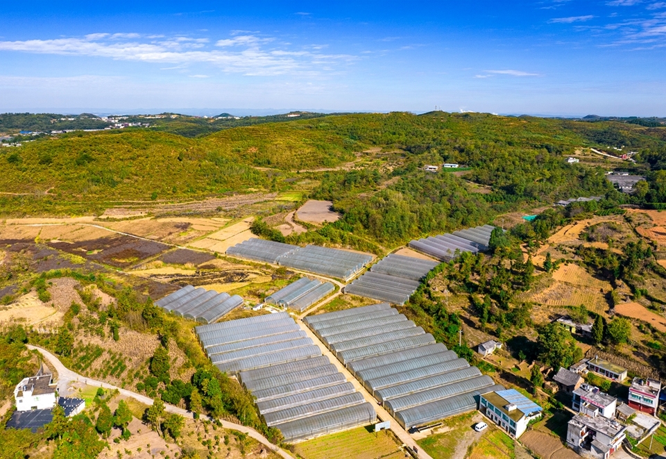 貴州黔西：鮮花經濟助增收