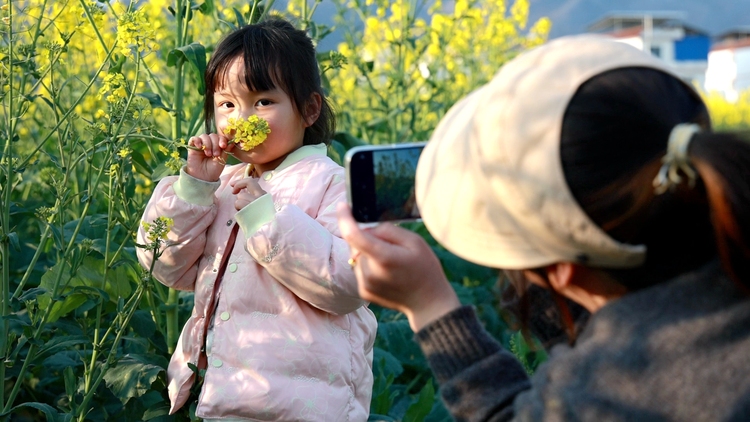 貴州平塘六硐壩區：油菜花開春韻濃 田園農居匿花海_fororder_遊客花海間拍照打卡