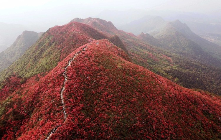 花期已至！衝，快來貴州和春一起共赴花海