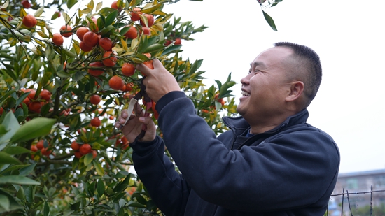 貴州惠水：1.6萬畝金錢桔喜迎豐收季 熱銷市場