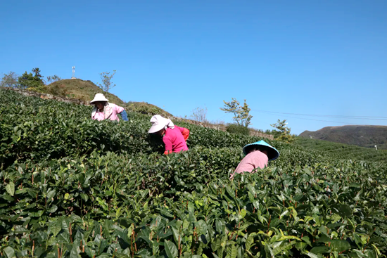 貴州都勻：秋冬茶園管護忙