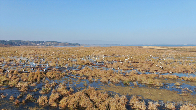 貴州在10個越冬水鳥棲息地開展監測